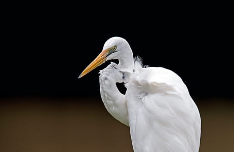close-up photo of stork thumbnail