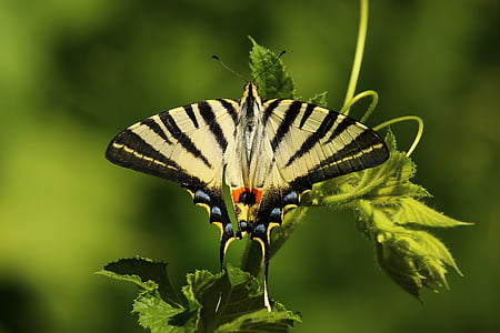 Tiger swallowtail butterfly on green leaf plant thumbnail