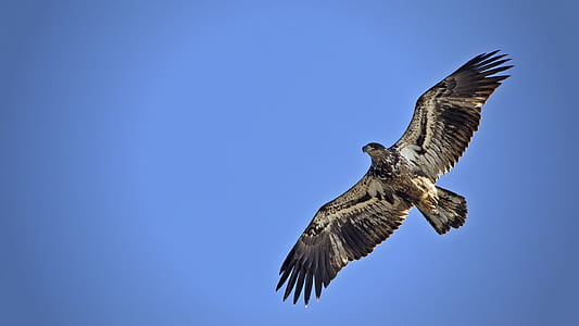 eagle flying in the sky thumbnail
