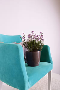 purple flowers with green leaves in brown pot thumbnail