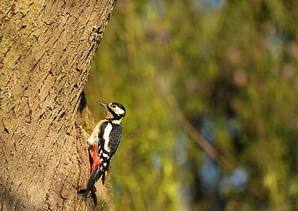 bird on brown tree thumbnail