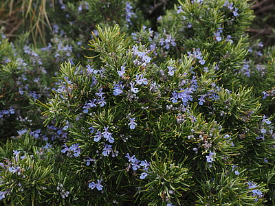 purple petaled flowers blooming at daytime thumbnail