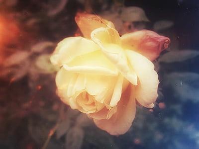 closeup photo of yellow rose flower thumbnail