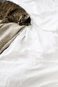tabby cat lying on bed thumbnail