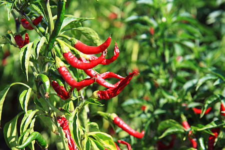selective focus photography of chilis thumbnail