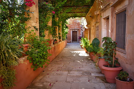 green leafed plants in red pots at garden thumbnail