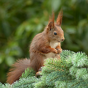 closeup photo of brown and white Chipmunk thumbnail