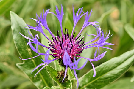 purple and pink flower thumbnail
