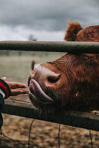 selective focus photography of cow tongue out thumbnail