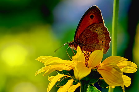shallow focus photography of brown butterfly on yellow flower thumbnail