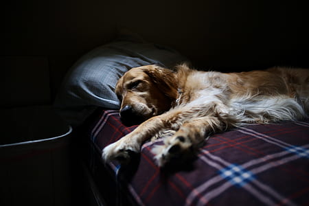 adult golden retriever on bed thumbnail