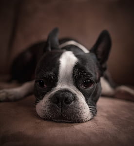 French bulldog thumbnail
