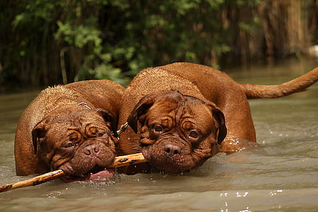 two brown dogs biting wooden stick thumbnail