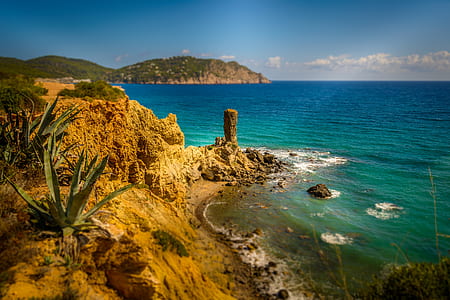 green snake plant on rock formation near seashore at day time thumbnail