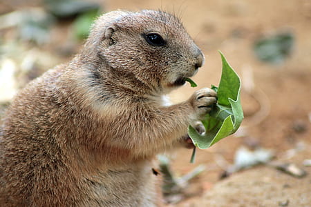 Close Up Photography of Squirrel Holding Green Leaf thumbnail