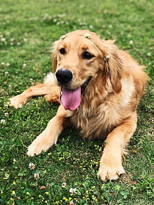 adult dark golden retriever lying on green grass thumbnail