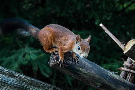 brown squirrel on tree thumbnail