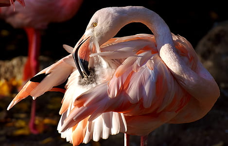scarlet ibis scratching its tail thumbnail