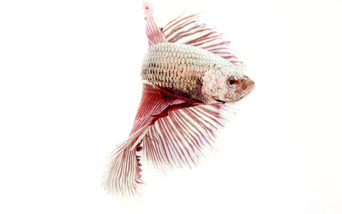 close-up photography of gray and red betta fish thumbnail