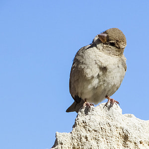 brown bird on top of rock during daytime thumbnail