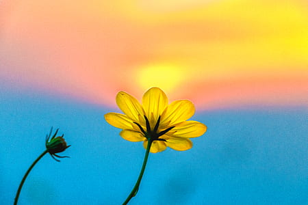 selective focus photography of yellow petaled flower during golden hour thumbnail