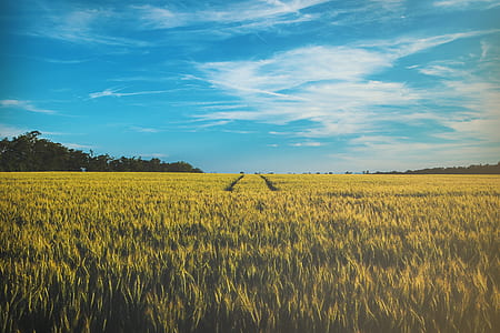rice field during day time thumbnail