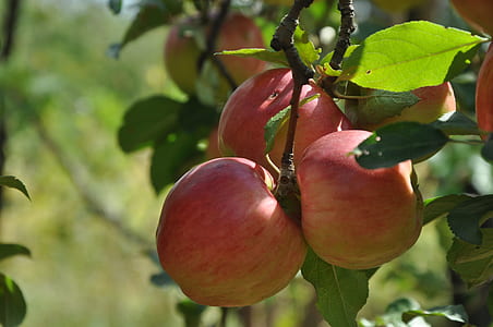 red apples thumbnail