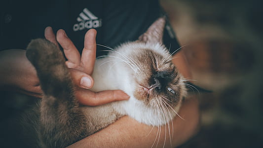 Siamese Cat thumbnail