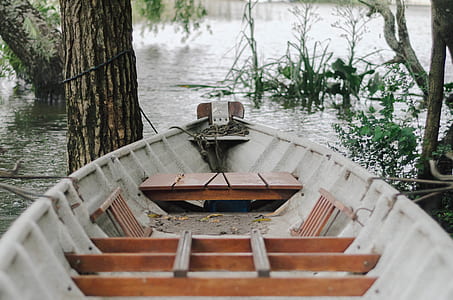 boat, water, tree, forest thumbnail