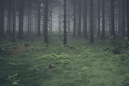 green grass field in pine tree forest thumbnail