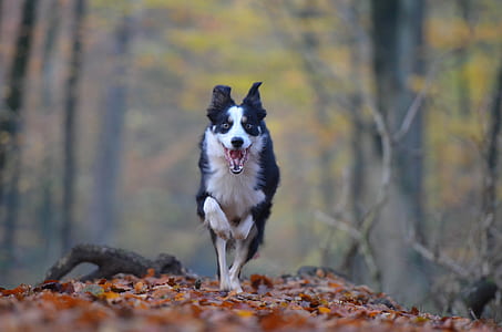 selective focus photography of adult white and black border collie running on forest at daytime thumbnail