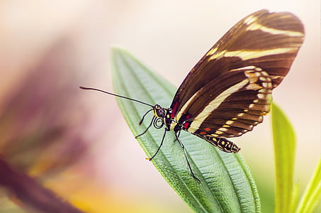 black and white butterfly perched on plant thumbnail