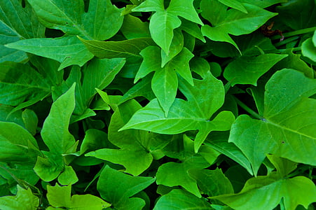 green leafed plants thumbnail