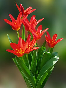 red flowers thumbnail