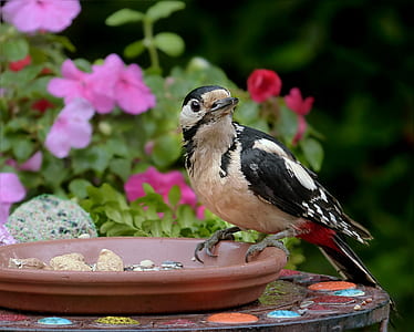 bird on birdbath thumbnail