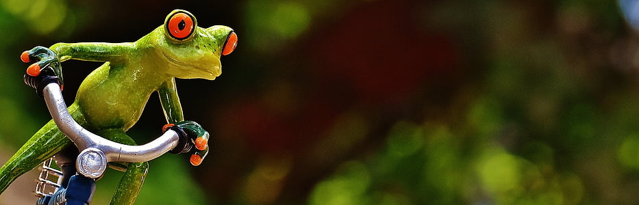 selective focus photograph of red eye frog riding bicycle thumbnail