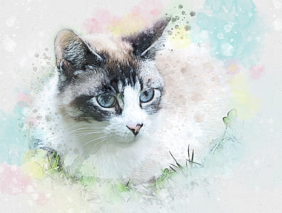 white, black, and brown cat thumbnail