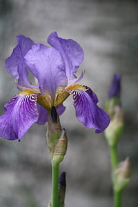 close up photography of purple iris flower in bloom thumbnail