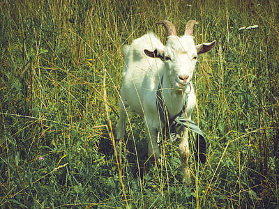 white goat on grass field thumbnail
