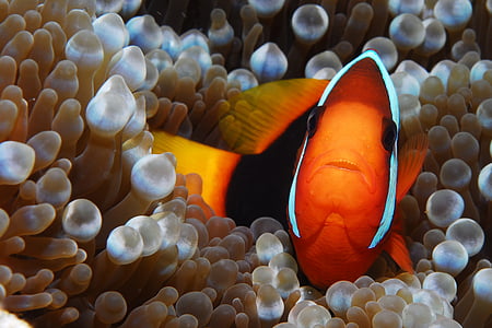 clown fish leaning on beige coral thumbnail