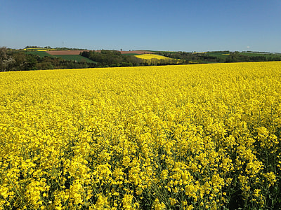 Oilseed Rape, Field Of Rapeseeds thumbnail