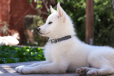 Alert Husky puppy laying in a backyard setting, waiting to play. thumbnail