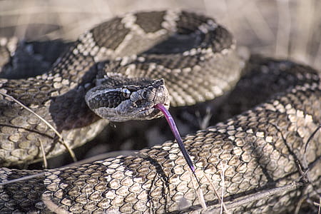 selective focus photography of black and gray snake thumbnail