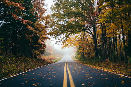 black concrete road between forest trees during daytime thumbnail