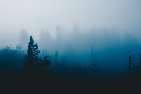 landscape photography of trees thumbnail