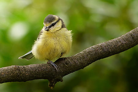 shallow focus photography of yellow and brown bird thumbnail