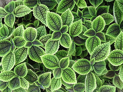closeup photo of green leafed plants thumbnail