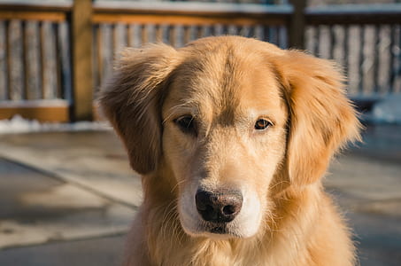 Adult Golden Retriever Close-up Photo thumbnail