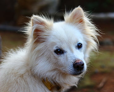 adult white and tan spitz thumbnail