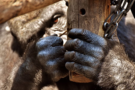 selective focus photo of black gorilla holding black wood thumbnail